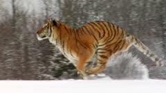 MAMMALS