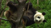 Mammals on HD