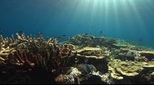 Ultra HD Underwater Scenics