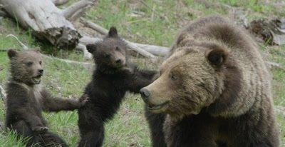 Bear