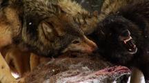 Mammals Feeding