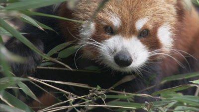 Red Panda