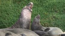 Mammals Fighting