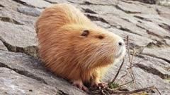 Nutria