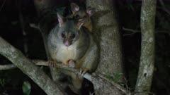 Possum