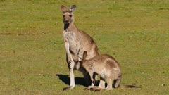 Kangaroo