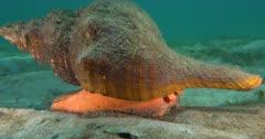 Conch