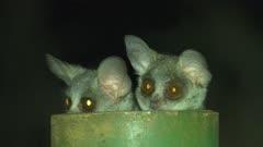Bushbaby