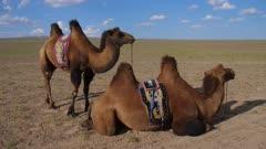 Camel And Llama