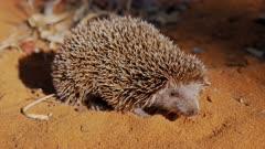 Hedgehog