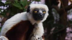 Lemur