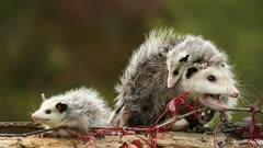 Opossum
