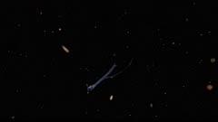 Lanternfish