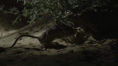 Jerboa